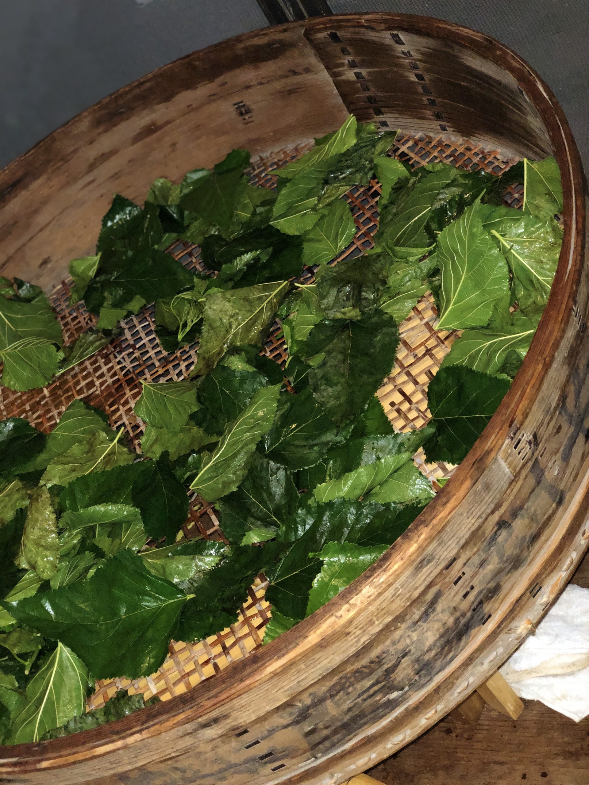 古くて大きなざるの桑の葉を干す