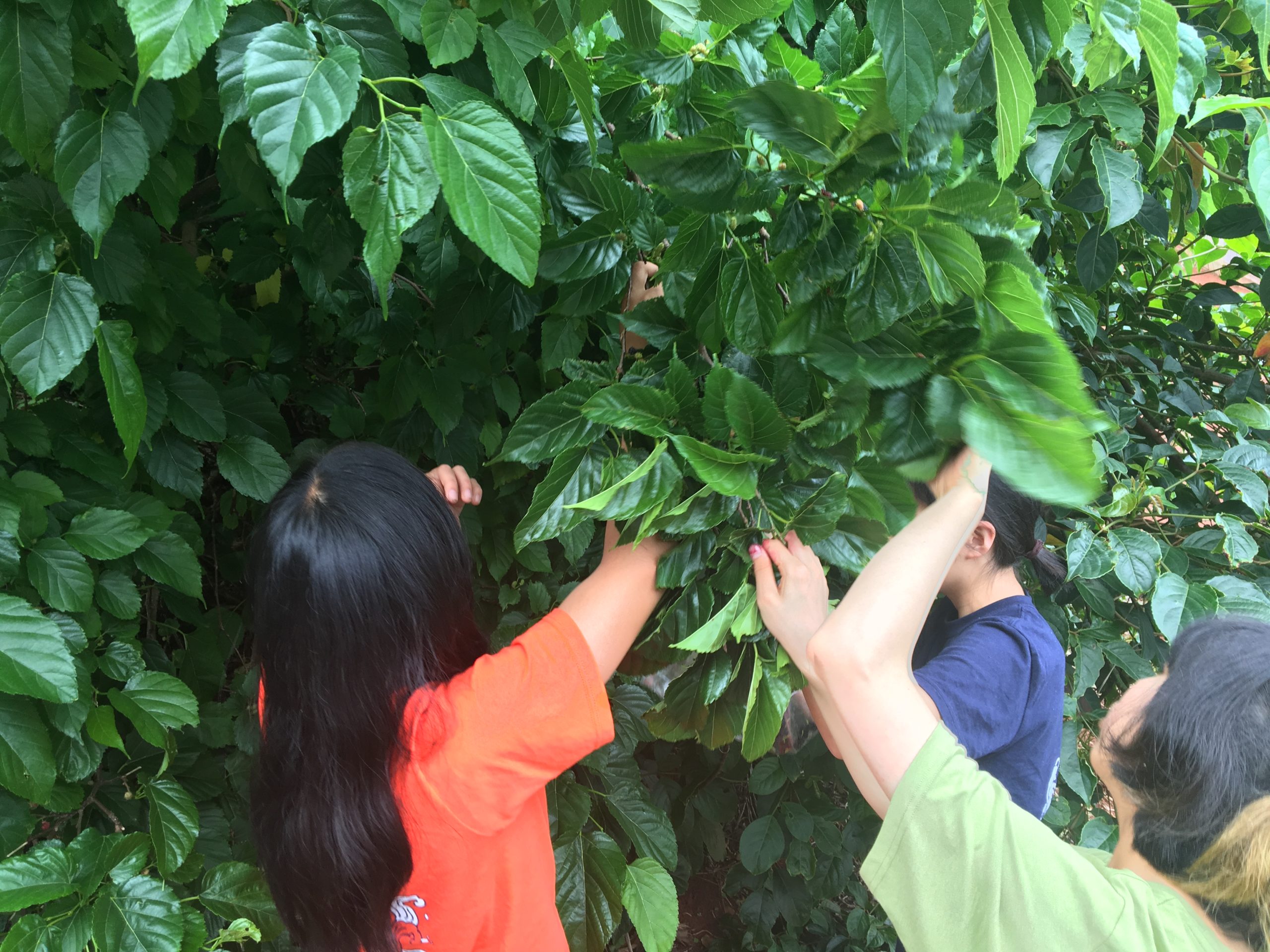 小笠原母児あの桑の実を収穫する子供たち