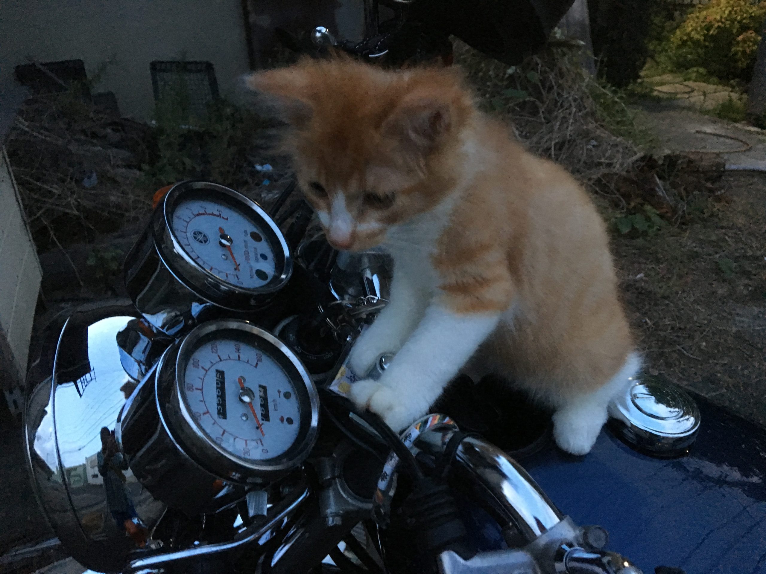 バイクにのる猫のひろし