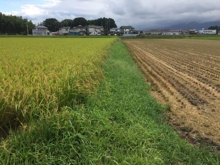 無農薬栽培の初めてのお米作りの田んぼ