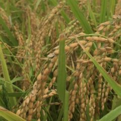 【頭（こうべ）を垂れる 編】8月!初めてのお米作りの田んぼの様子