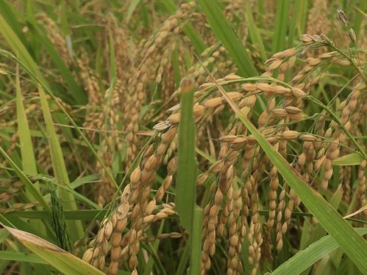 無農薬栽培のお米の稲穂