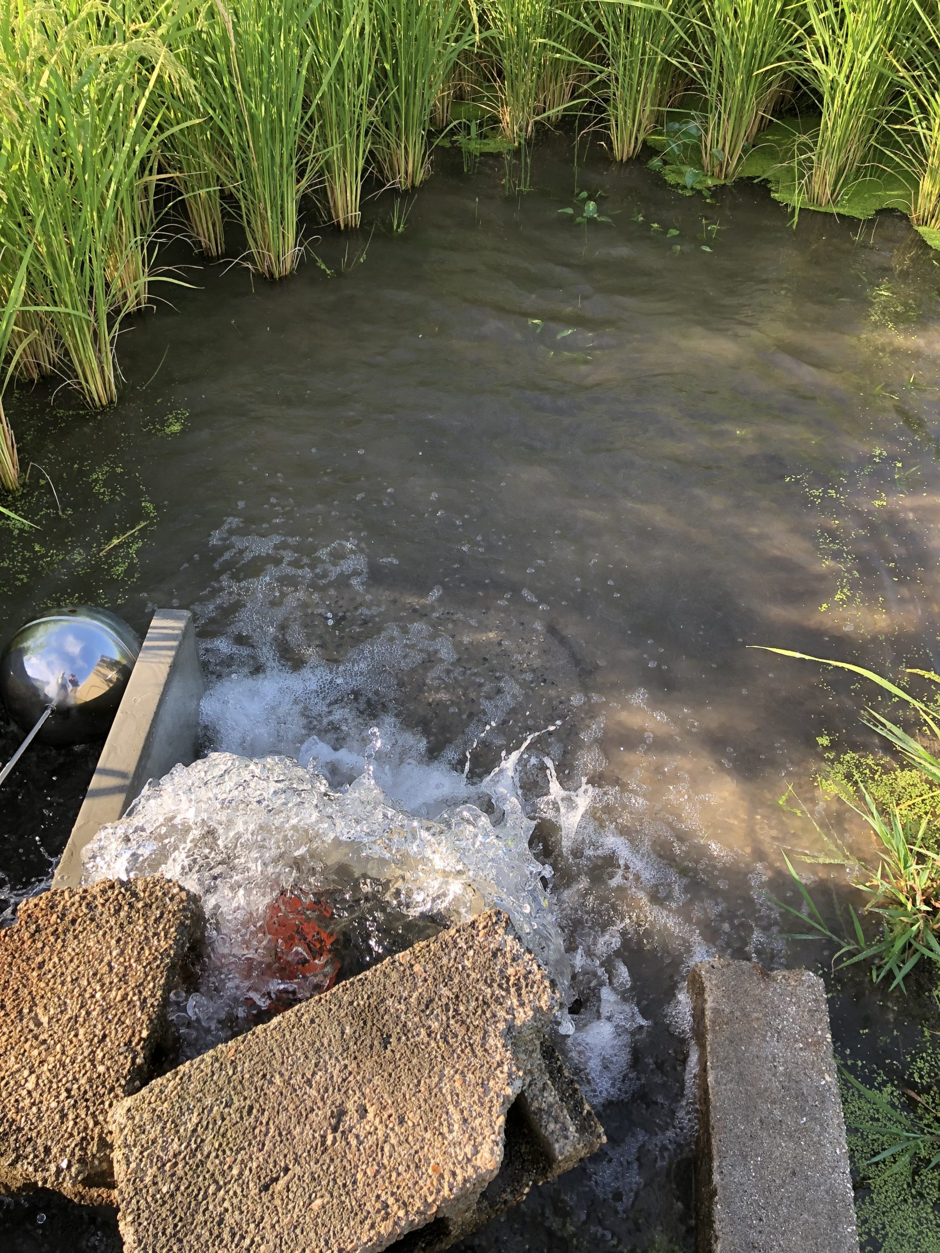 無農薬栽培の田んぼに水を入れている