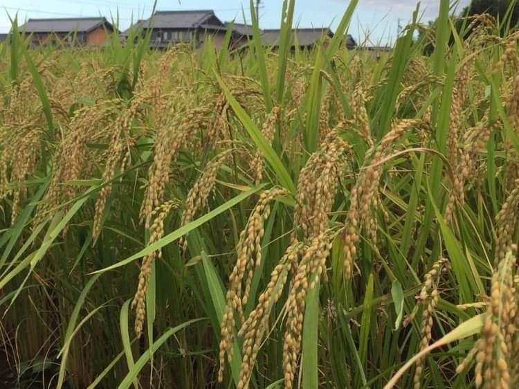 無農薬栽培の初めての米作りの稲穂