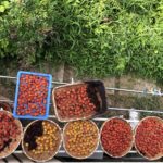 2020 Hozu ままやの無農薬自然栽培の梅を干しています