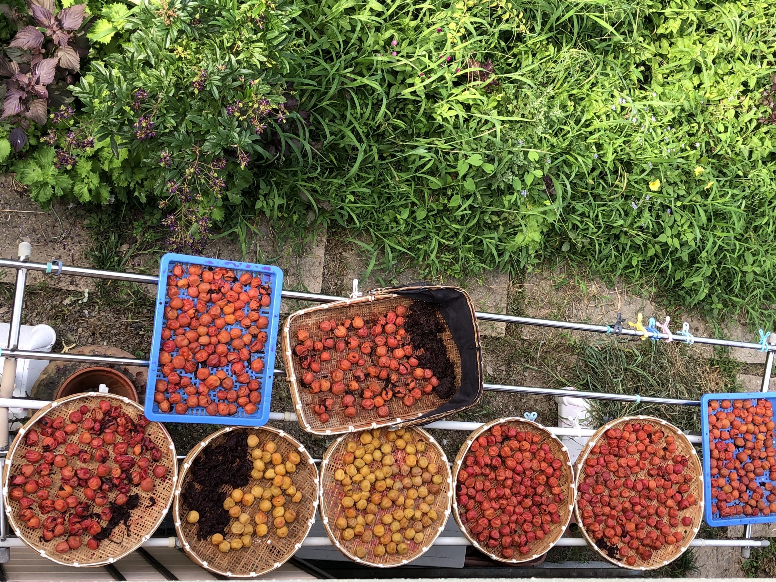 ２０２０　Hozu  ままやの無農薬自然栽培の梅を干しています