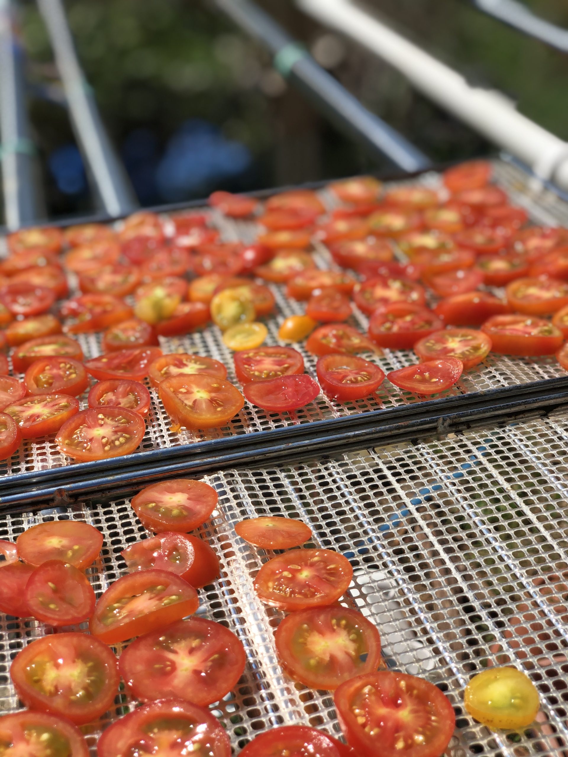 Hozu ままやの無農薬自然栽培のトマトを天日干しする