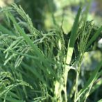 ８月の無農薬栽培の稲穂の様子