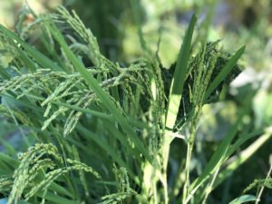 ８月の無農薬栽培の稲穂の様子