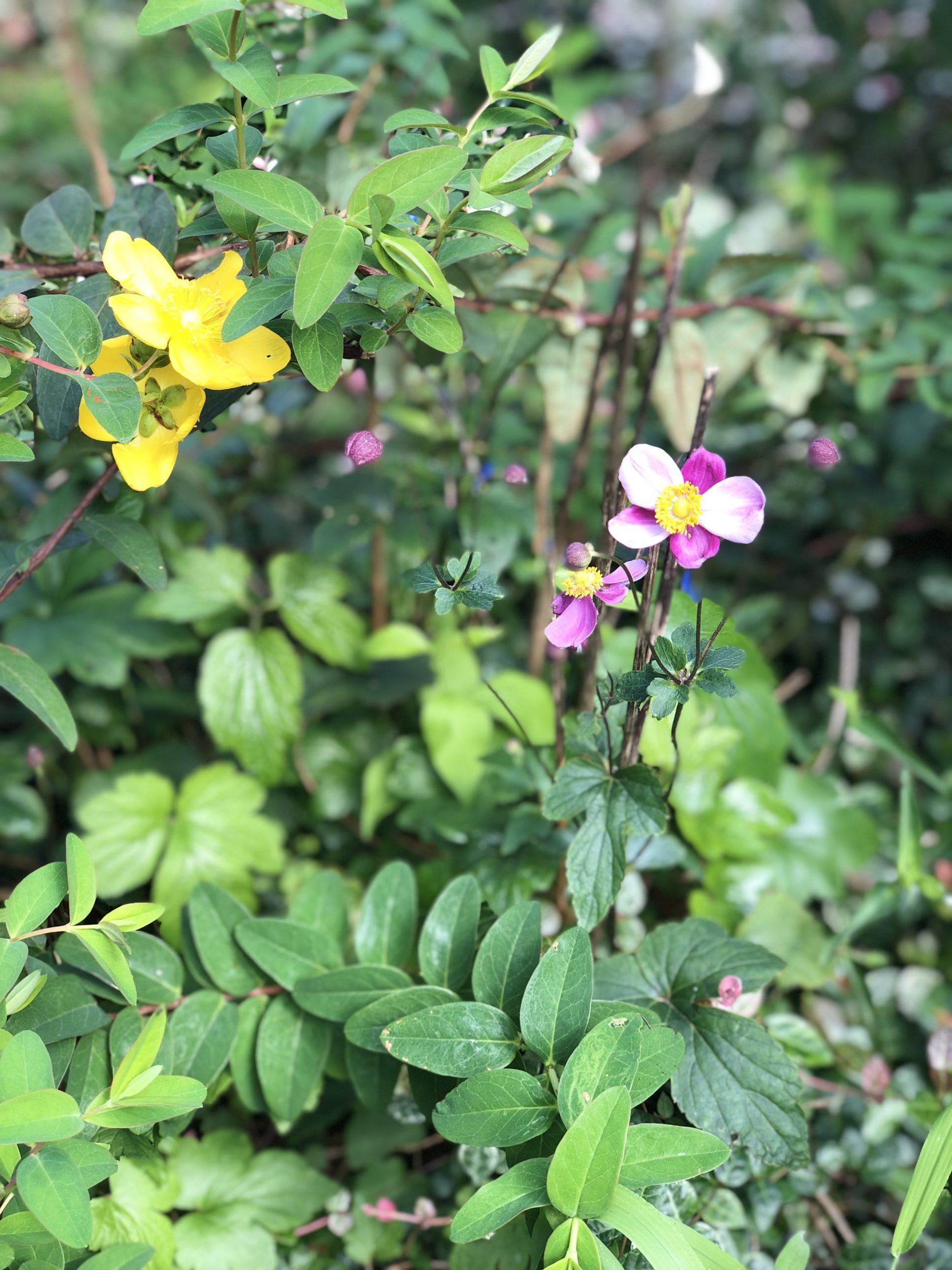 Hozu  ままやの無農薬自然栽培の庭花