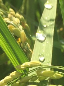 無農薬栽培のお米の穂がでてきました。
