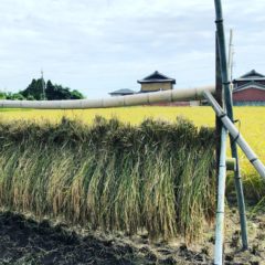 【稲刈り・天日干し 編】無肥料無農薬のはじめてのお米作り！