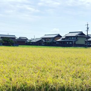 無農薬自然栽培の初めてのお米作り