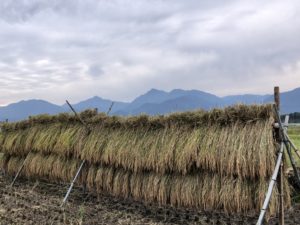 天日干し稲藁（長さ約80cm）20キロ無肥料　農薬、除草剤不使用 稲藁（長さ約80cm）6kg26束 無肥料 農薬、除草剤不使用 天日干し