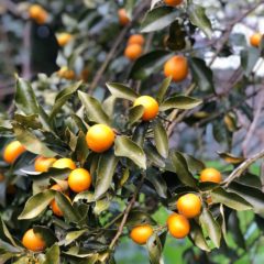 『Hozu ままや』２月の出店・イベント予定