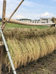 無農薬自然栽培　初めてのお米作り　天日干し