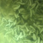 Hozu ままやの無農薬自然栽培の青蜜柑の皮のあく抜き