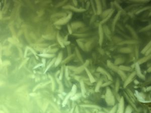 Hozu ままやの無農薬自然栽培の青蜜柑の皮のあく抜き