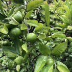 Hozu ままやの無農薬自然栽培の9月のミカンの木の様子