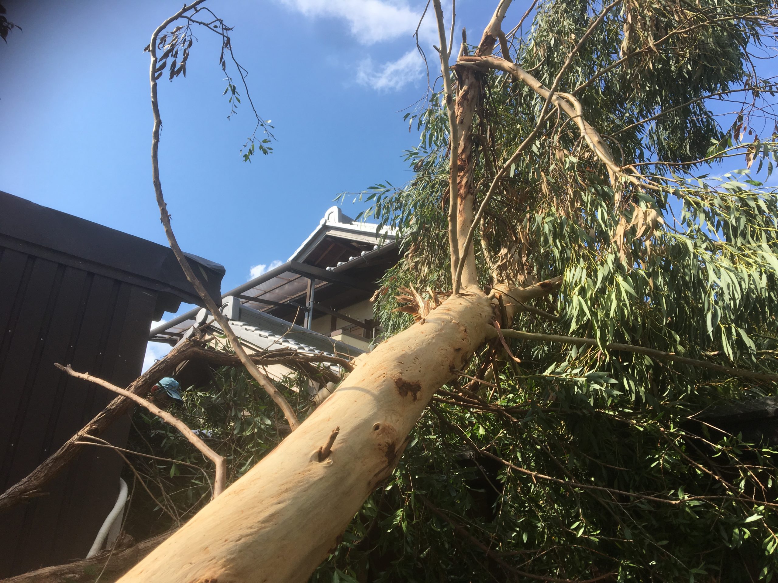 Hozu ままやの庭のユーカリの大木が台風で倒れた写真