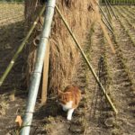 無農薬無肥料初めてのお米作り猫のひろしも参加する