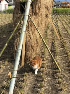 無農薬無肥料初めてのお米作り猫のひろしも参加する