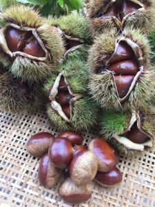 Hozu  ままやの畑の無農薬自然栽培の栗