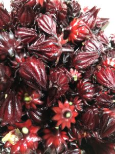 無農薬自然栽培Hozu  ままやの畑のローゼル