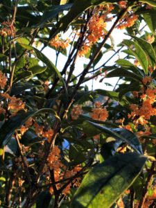 Hozu ままやの無農薬自然栽培の金木犀の花