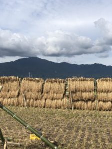無農薬無肥料の初めてのお米作り はざかけ改修作業