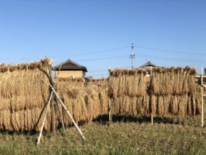 無農薬無肥料の初めてのお米作りはざかけ天日干し