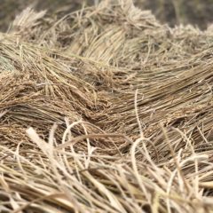 しめ縄の作り方を教えてもらう時間　緩やかで豊かな時間