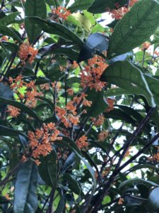 Hozu ままやの無農薬自然栽培 金木犀の花