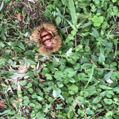 栗の季節！自然栽培『丹波栗のコンフィチュール（ママンチュール）』