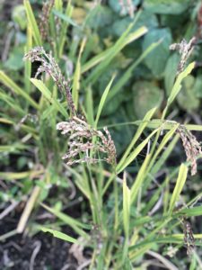 初めての米作りで育てた稲