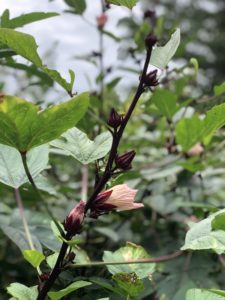 無農薬自然栽培ローゼルの花と実