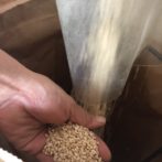 Hozu ままやの初めてのお米作り籾摺り