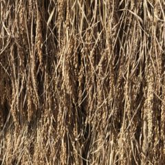 【はざかけ 編】失敗からの学び!  無肥料無農薬の初めての米作り