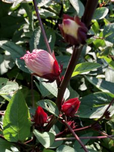 無農薬自然栽培のHozu  ままやの畑のローゼルの花