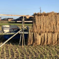 【脱穀 編】初めての米作り！無肥料無農薬の米