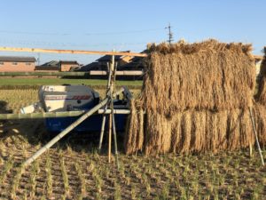 無農薬無肥料　初めてのお米作り　はざかけ天日干し脱穀する