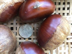 Hozu  ままやの畑の無農薬自然栽培の栗の大きさは500円玉よりはるかに大きい