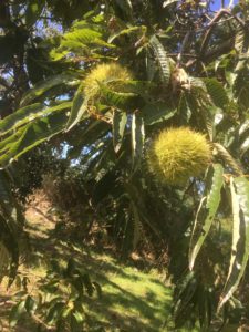 Hozu  ままやの畑の無農薬自然栽培の栗の木