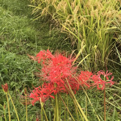 『Hozu ままや』10月の出店・イベント予定