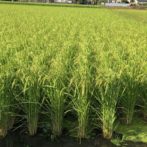 無農薬天日干しこしひかり