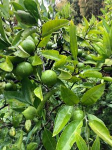 無農薬無施肥のHozu  ままやの青みかん
