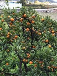 無農薬無施肥のHozuままやのみかんの木