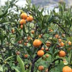 無農薬無施肥のHozu ままやのみかんの木