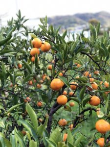 無農薬無施肥のHozu  ままやのみかんの木