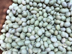 無農薬水くぐり大豆